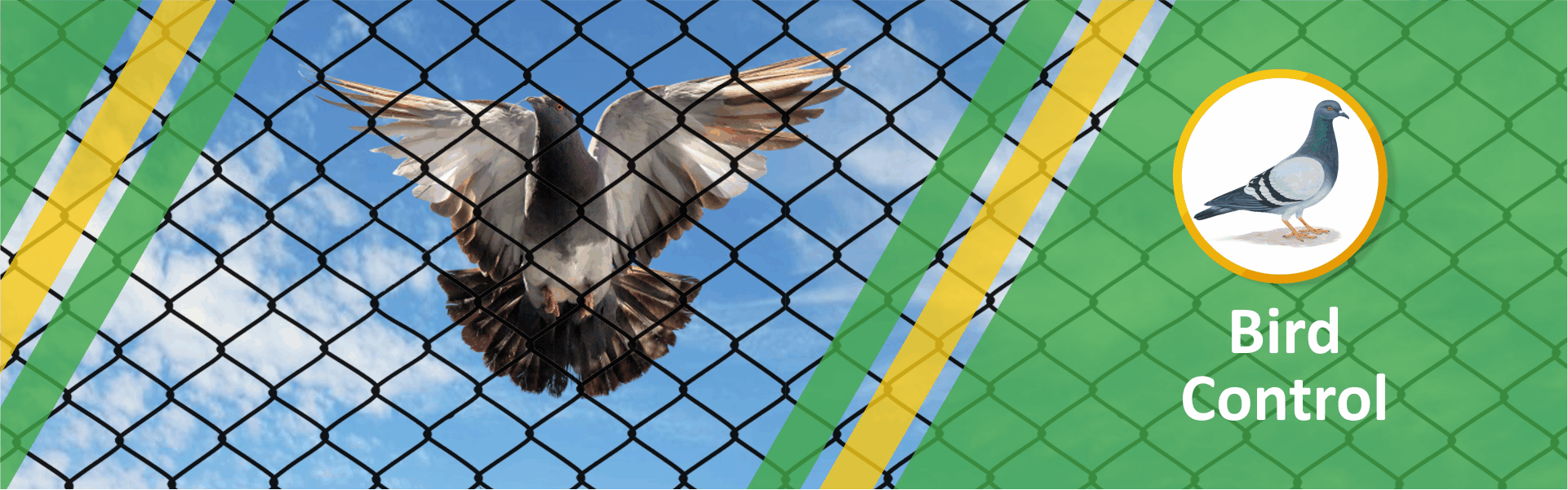 How to Keep Pigeons Away Without Harming