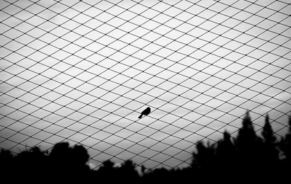 cost of pigeon safety nets in banglore