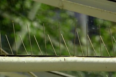 Pigeon Spikes for bird control and protection on balconies, rooftops, and ledges