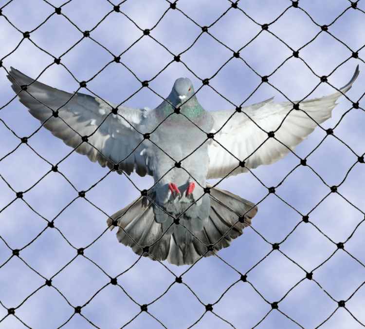 Why Pigeon Nets Are Necessary for Apartments