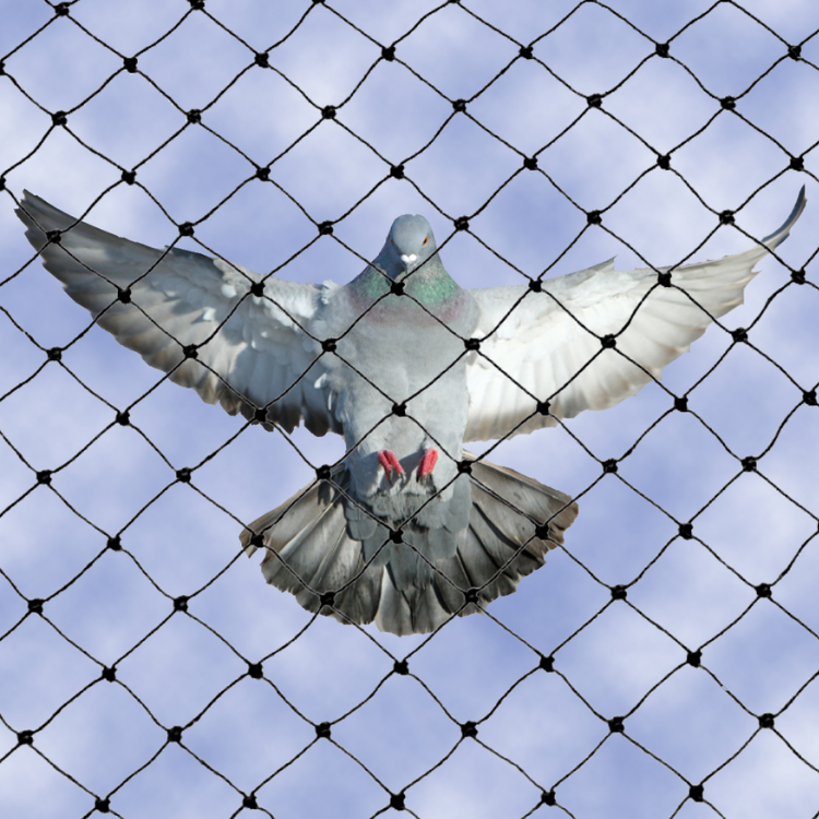 PigeonSafety Net