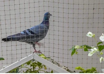 benefits of bird safety nets installation
