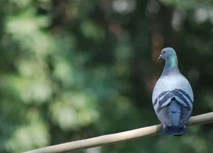 best bird net installation