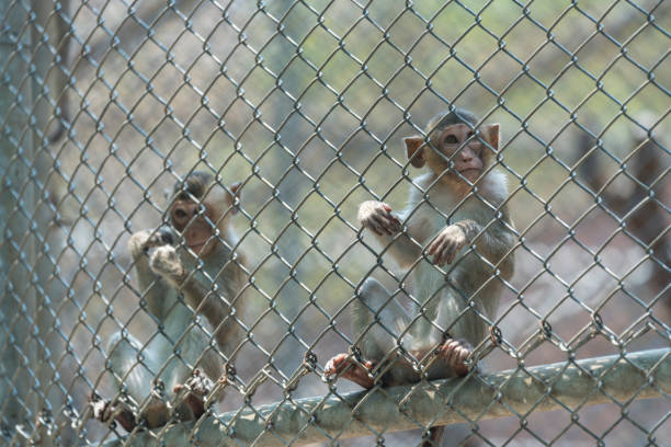 monkey safety nets