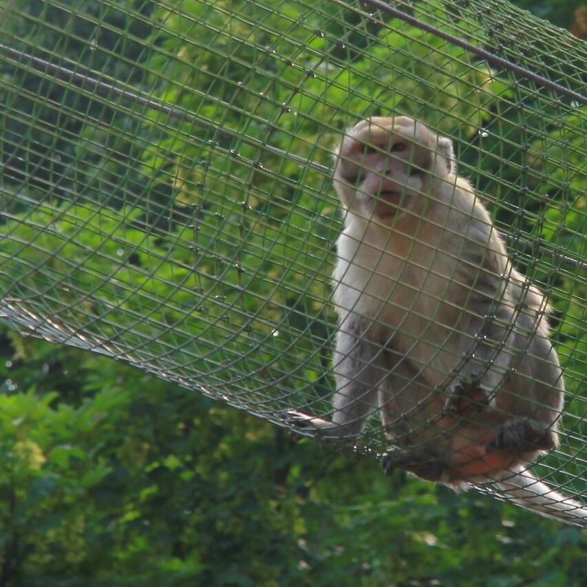 monkey safety nets