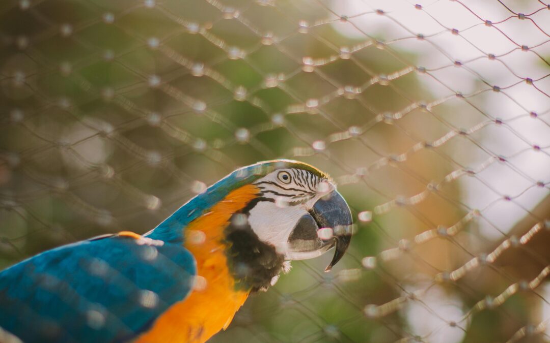 Why Bird Netting is Essential in Bangalore’s Monsoon Season