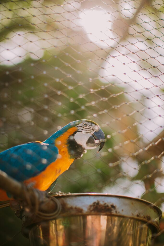 Why Bird Netting is Essential in Bangalore's Monsoon Season