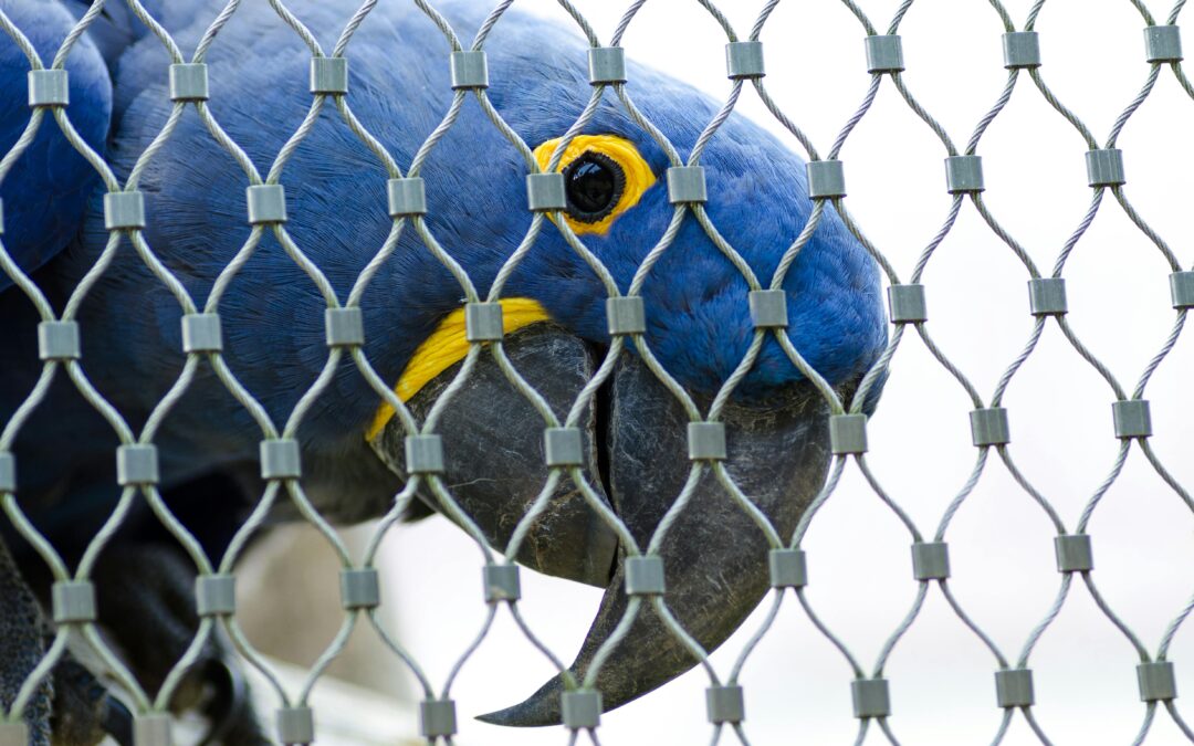 Are Pigeons or Birds Dirtying Your Apartment, Flats, or House Premises?? Reclaim Your Cleanliness and Peace in Bangalore.
